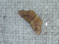 Leptostales ferruminaria