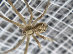 Rhysodromus histrio