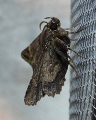Euplexia