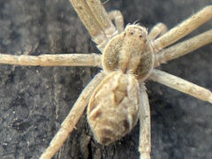 Rhysodromus histrio