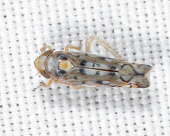 Scaphoideus opalinus