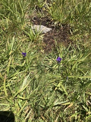 Gentianopsis holopetala