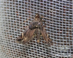Euplexia
