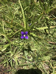 Gentianopsis holopetala