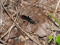 Protichneumon