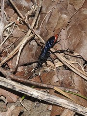 Protichneumon