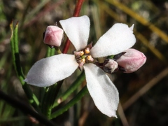 Zieria smithii