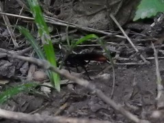 Protichneumon