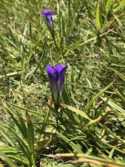 Gentianopsis holopetala