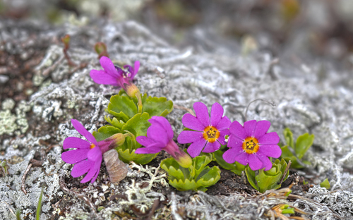 Wedge-leaf Primrose