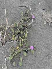 Abronia umbellata breviflora