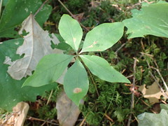Lysimachia latifolia