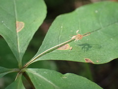 Lysimachia latifolia
