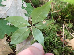 Lysimachia latifolia