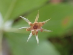 Lysimachia latifolia
