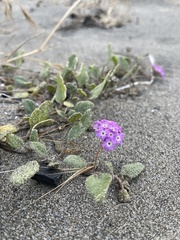 Abronia umbellata breviflora