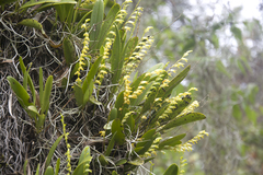 Stelis greenwoodii