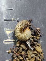 Protaetia orientalis orientalis