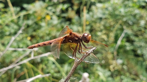 Cardinal Meadowhawk photo 6