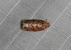 Phaecasiophora niveiguttana