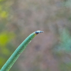 Hakea tephrosperma