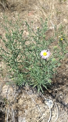 Dieteria bigelovii