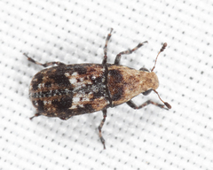 Euparius paganus