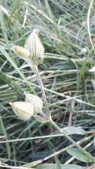 Silene noctiflora