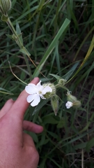 Silene noctiflora