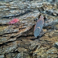 Leptocoris mitellatus