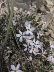 Phlox hoodii canescens