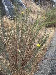 Heterotheca shevockii