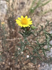 Heterotheca shevockii