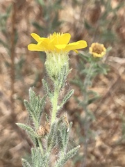 Heterotheca shevockii