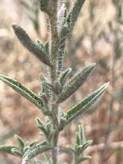 Heterotheca shevockii