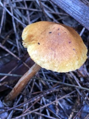Gymnopilus allantopus