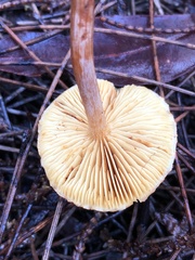 Gymnopilus allantopus