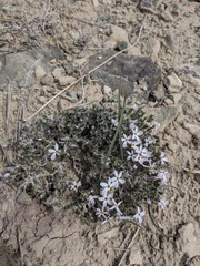 Phlox hoodii canescens