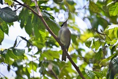 Phaenicophilus palmarum