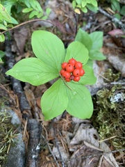 Cornus canadensis
