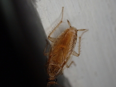 Neoblattellini