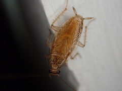 Neoblattellini