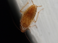 Neoblattellini