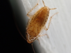 Neoblattellini