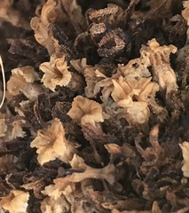 Pholisma arenarium