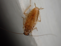 Neoblattellini