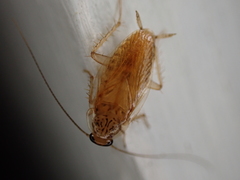 Neoblattellini