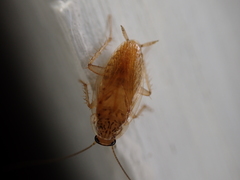 Neoblattellini