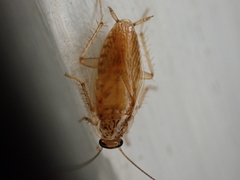 Neoblattellini