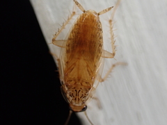 Neoblattellini